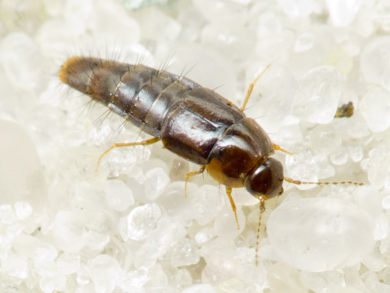 Habrocerus capillaricornis (Gravenhorst, 1806)